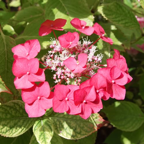 Hortensia de jardín Rotkehlchen, C2 - Plántulas: Ilość w opakowaniu: 1 plant
