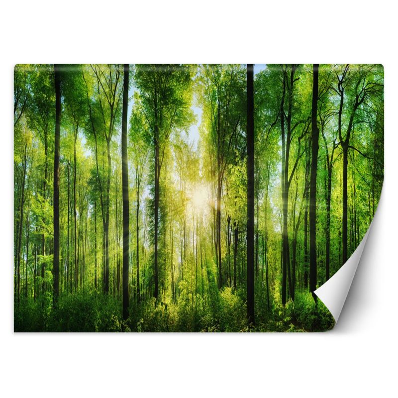 Fototapeta Feeby Promienie słońca w zielonym lesie 250x175 1 szt