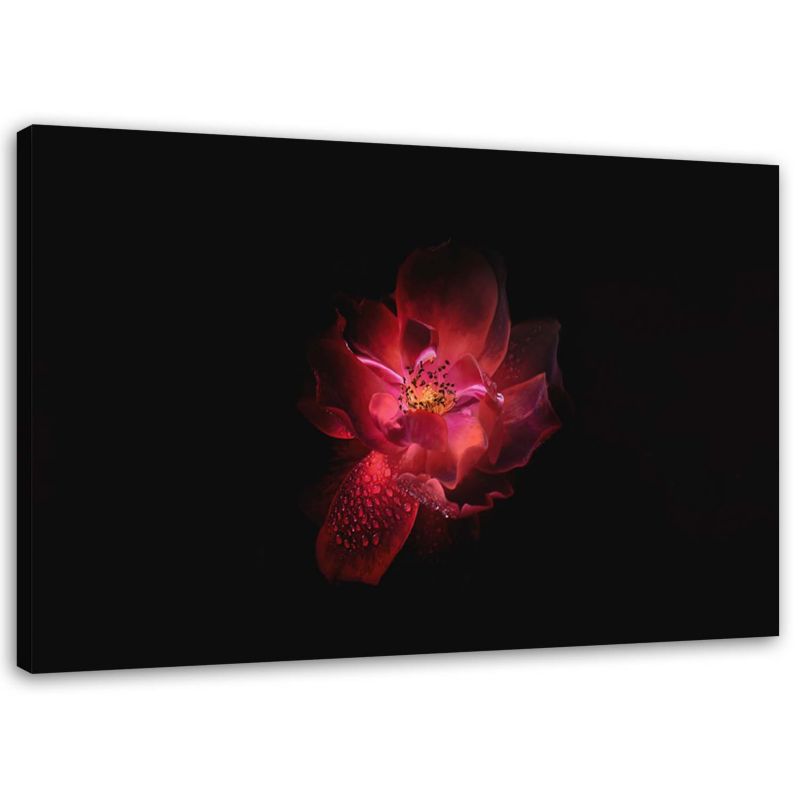 Obraz Feeby Nocny kwiat 45x30cm 1szt