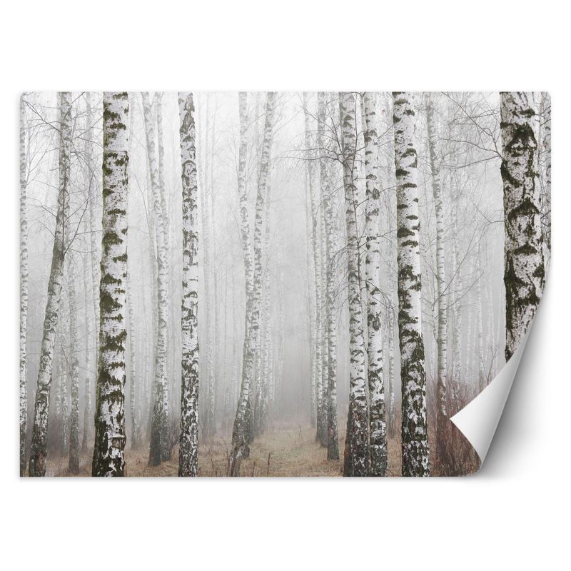 Fototapeta Feeby Las brzozowy we mgle 350x245 1 szt