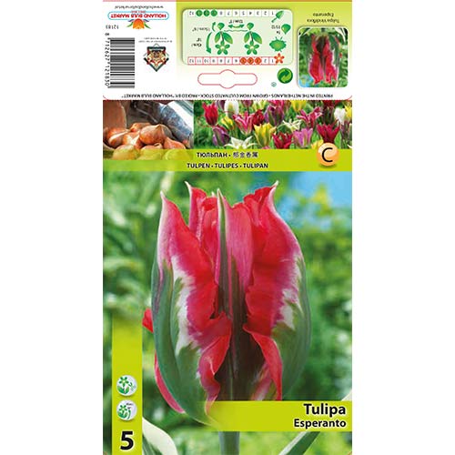 5 szt., Tulipan Viridiflora Esperanto - Cebule: Ilość w opakowaniu: 5 szt.