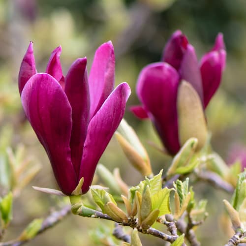 Magnolia purpurowa Nigra - Sadzonki. Ilość w opakowaniu: 1 sadz - GradinaMax