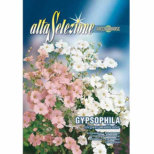 1 szt, Gipsówka wytworna Eleganta, mieszanka kolorów Morami - Nasiona: Ilość w opakowaniu: 1.5 g