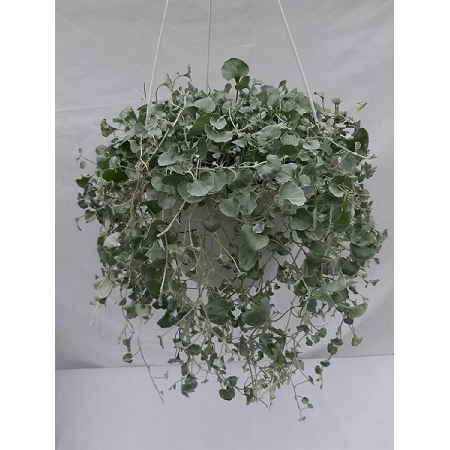 Dichondra