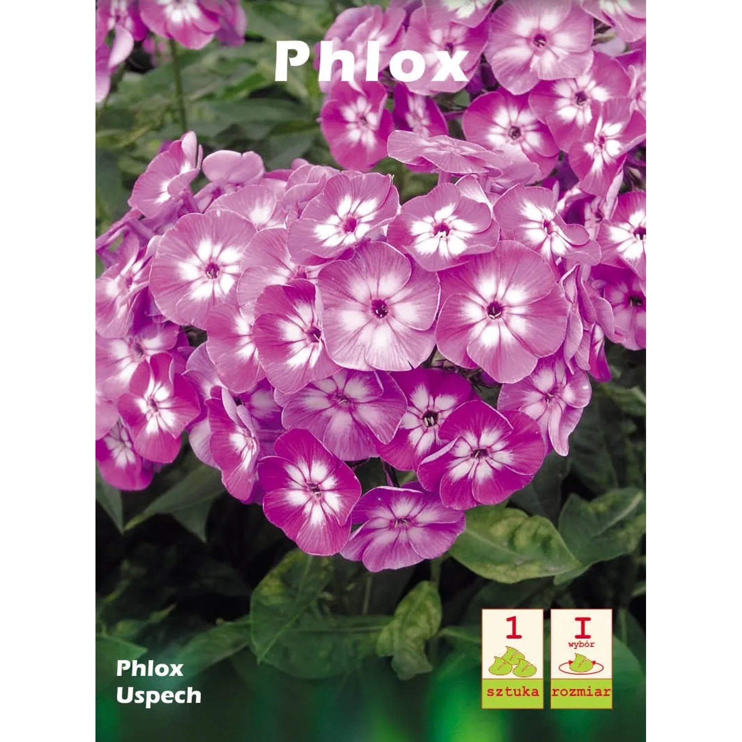 Phlox Uspech 1szt