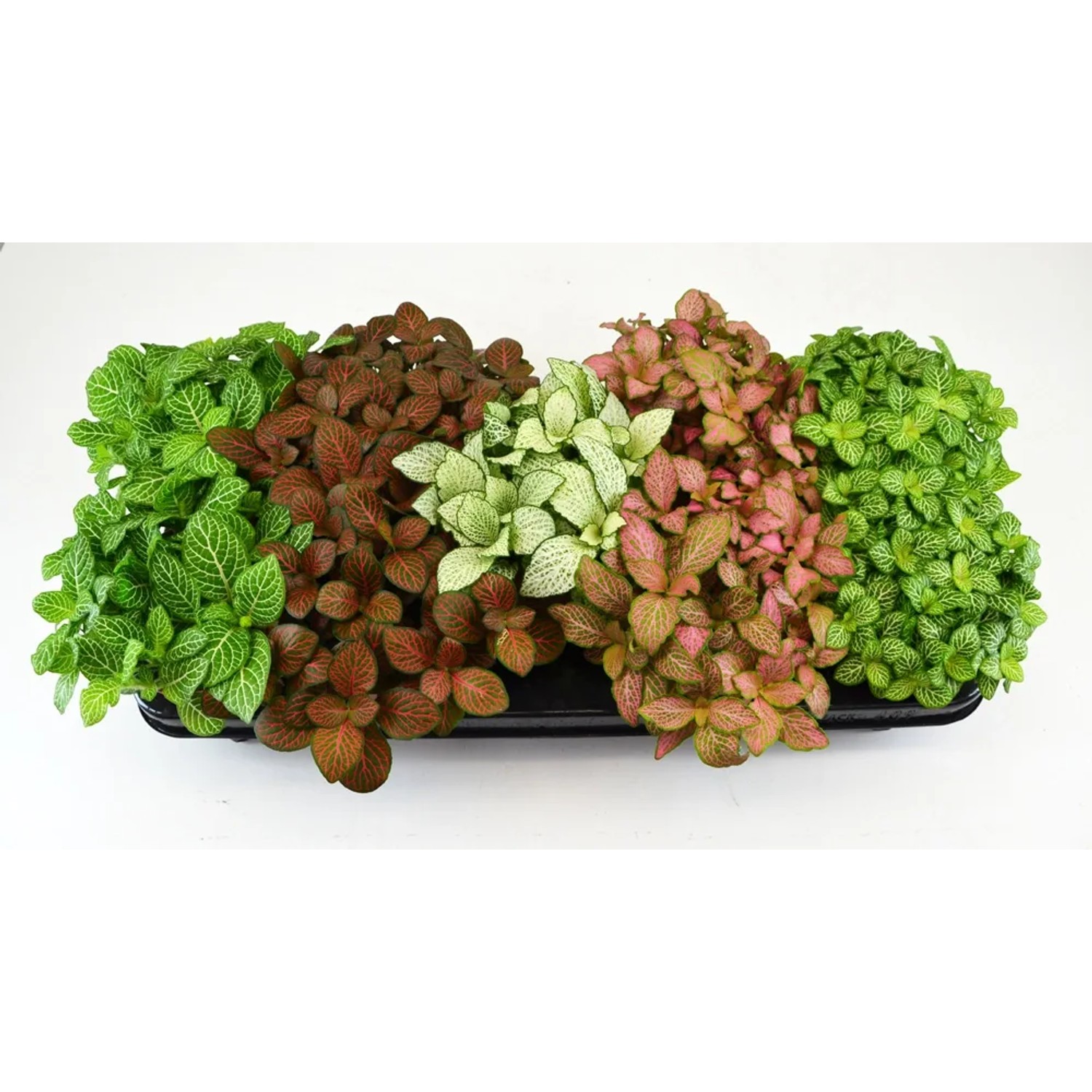 Fittonia Forest Flame różowa don. 12cm
