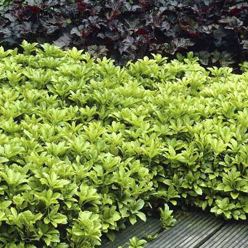 Pachysandra vrcholová - : Monžstvo balíkov: 1 sad