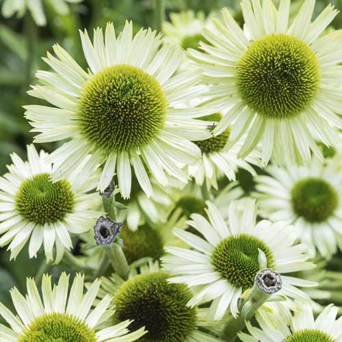 Echinacea Green Jewel, C3 - : Monžstvo balíkov: 1 sad