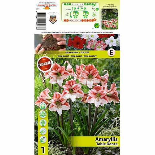 1 Stück, Amaryllis Table Dancer - Zwiebeln: Ilość w opakowaniu: 1 Stück