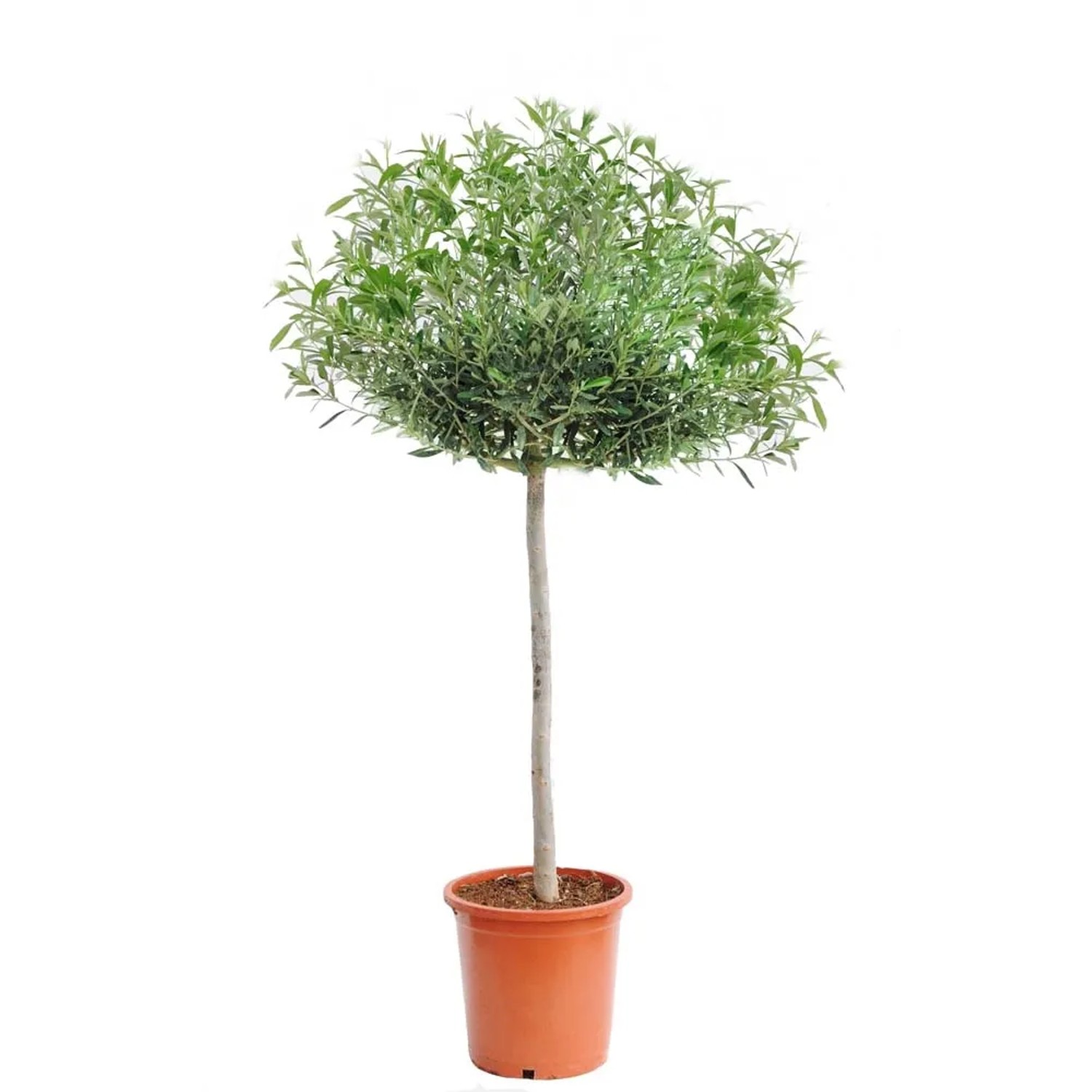 Oliwka drzewko (Olea europaea) na pniu - wys. 180 cm, don. 24 cm