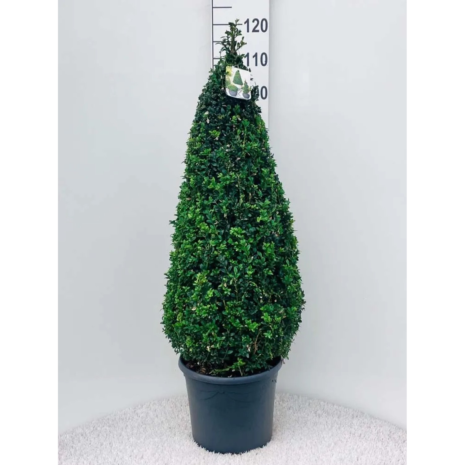 Buxus Piramida (z gruntu) - wys. około 110 cm, don. 31 cm
