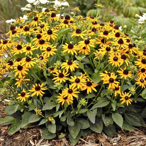 Rudbekia srstnatá Little Goldstar, C2 - : Monžstvo balíkov: 1 sad