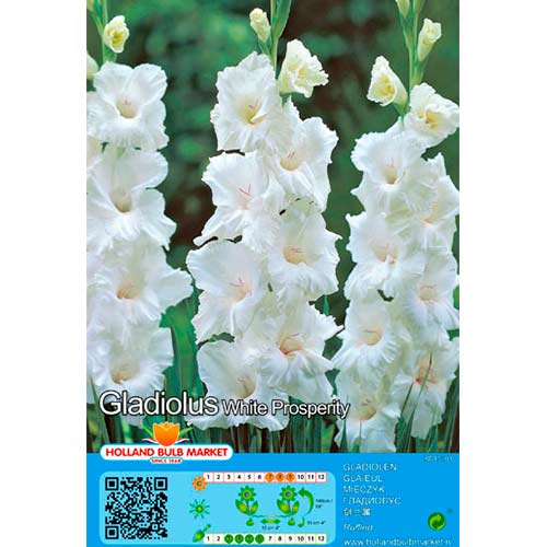5 Stück, Großblumige Gladiole White Prosperity - Zwiebeln: Ilość w opakowaniu: 5 Stück
