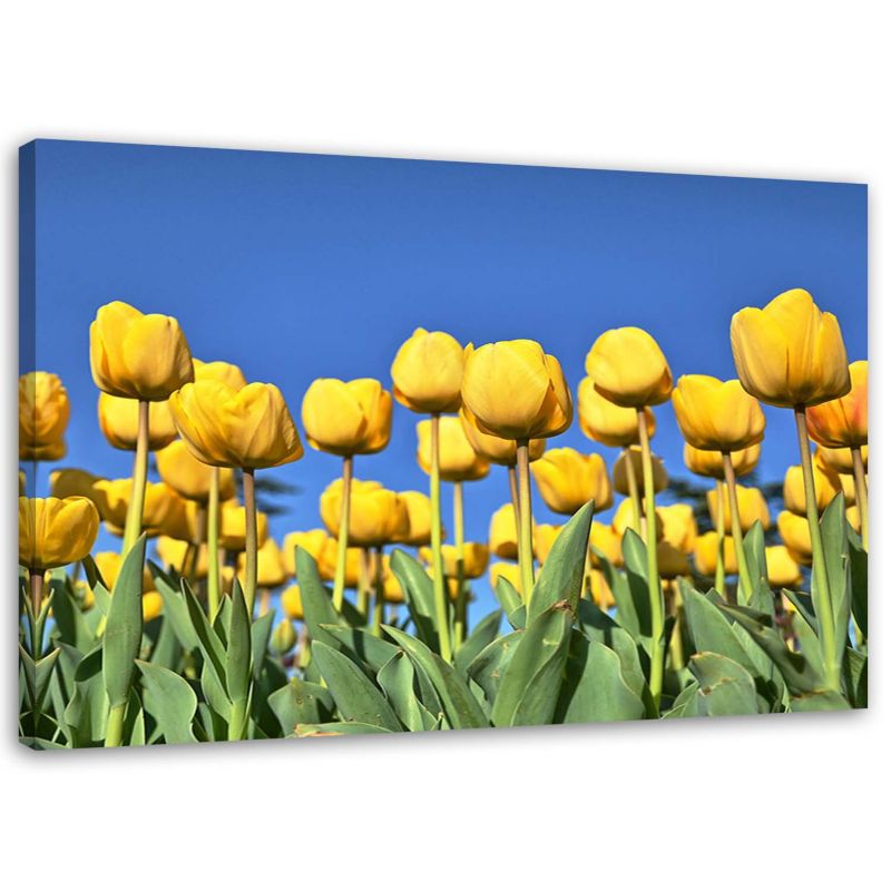 Obraz na płótnie Feeby Żółte tulipany na łące 100x70cm 1szt