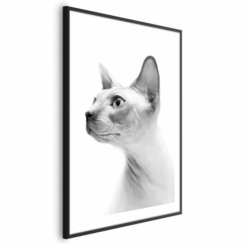 Plakat Artgeist bezwłosy kot 60x90 cm z ramą czarną 1 szt