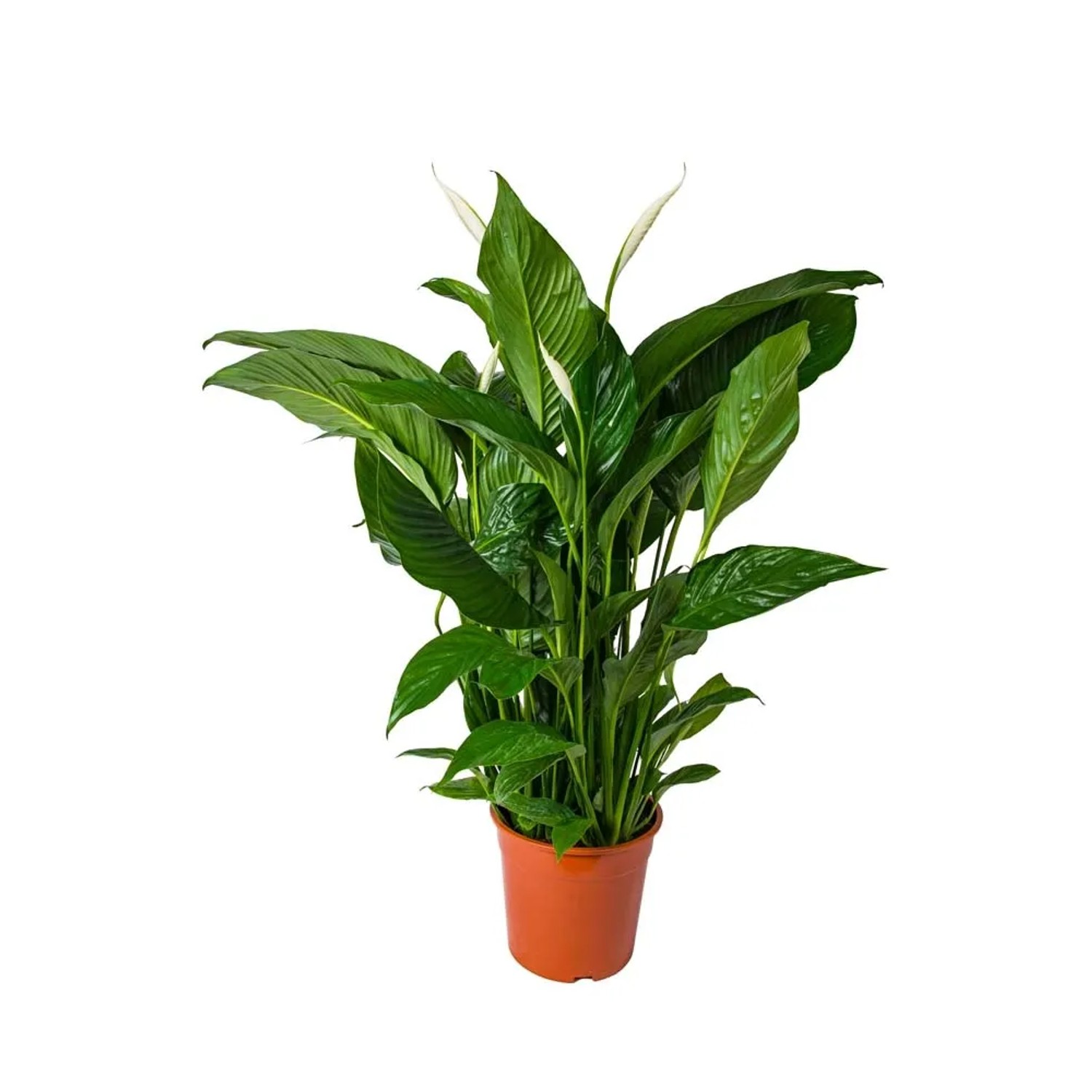 Skrzydłokwiat (Spathiphyllum Sweet Lauretta) - don. 24 cm