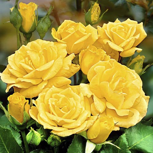 Ruža floribunda Friesia - : Monžstvo balíkov: 1 sad