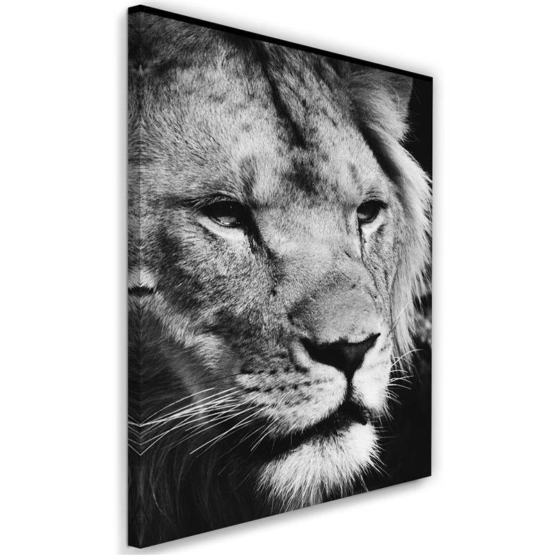 Obraz na płótnie Feeby Czarno-biały lew 40x60cm 1szt