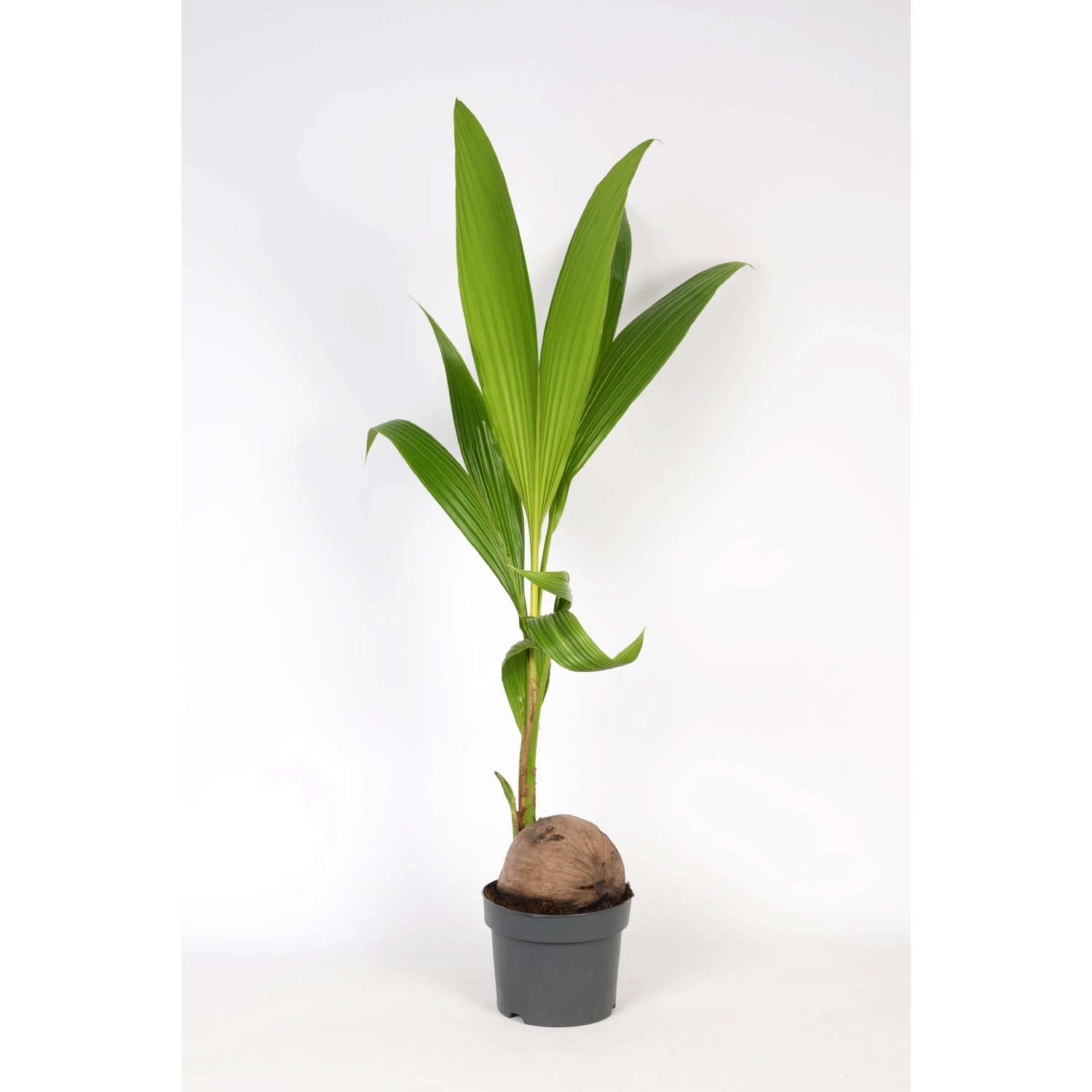 Palma kokosowa (Cocos nucifera) wys. 120 cm, don. 19 cm