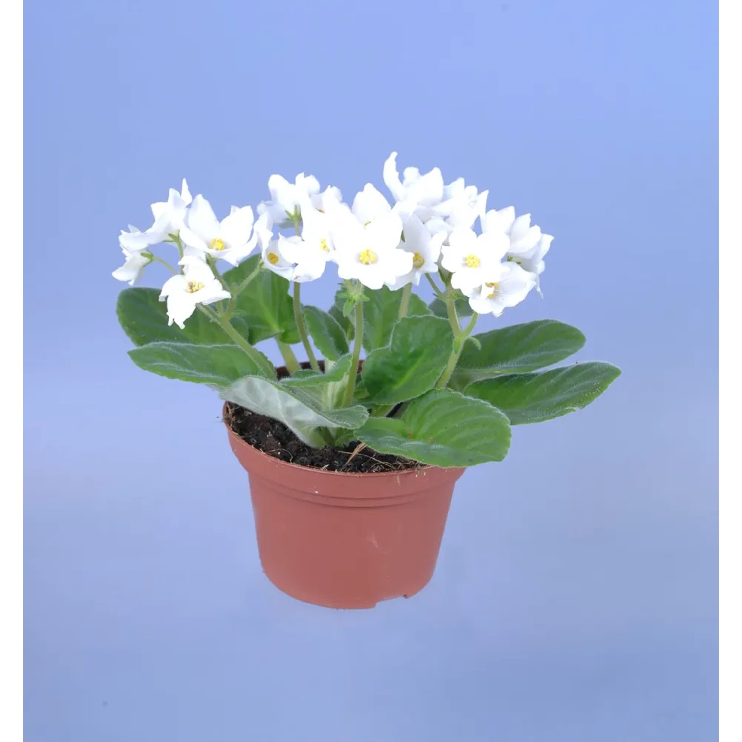 Saintpaulia biel wys. 20cm don. 12cm