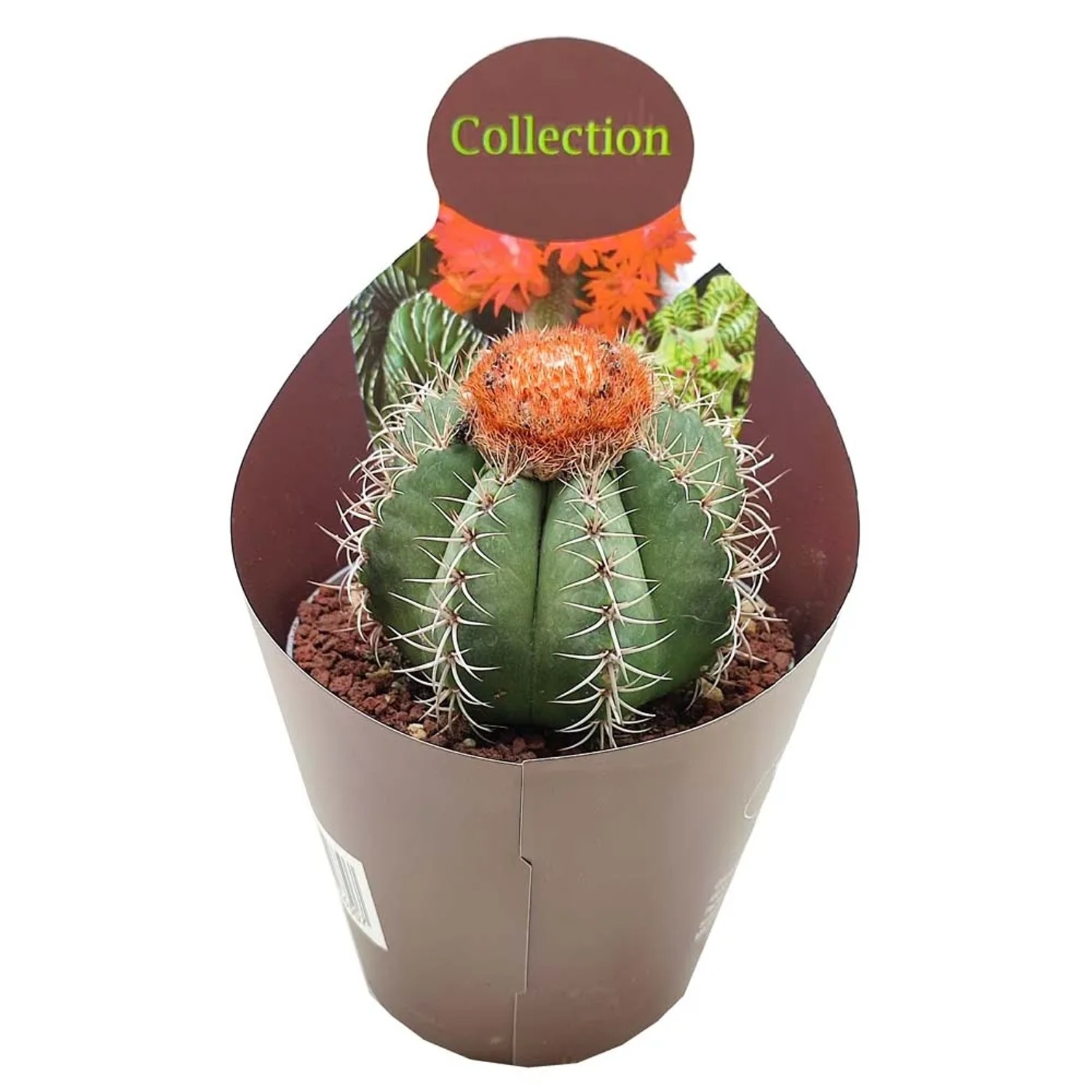 Kaktus (Cactus) Melocactus Matanzanus - don. 14 cm