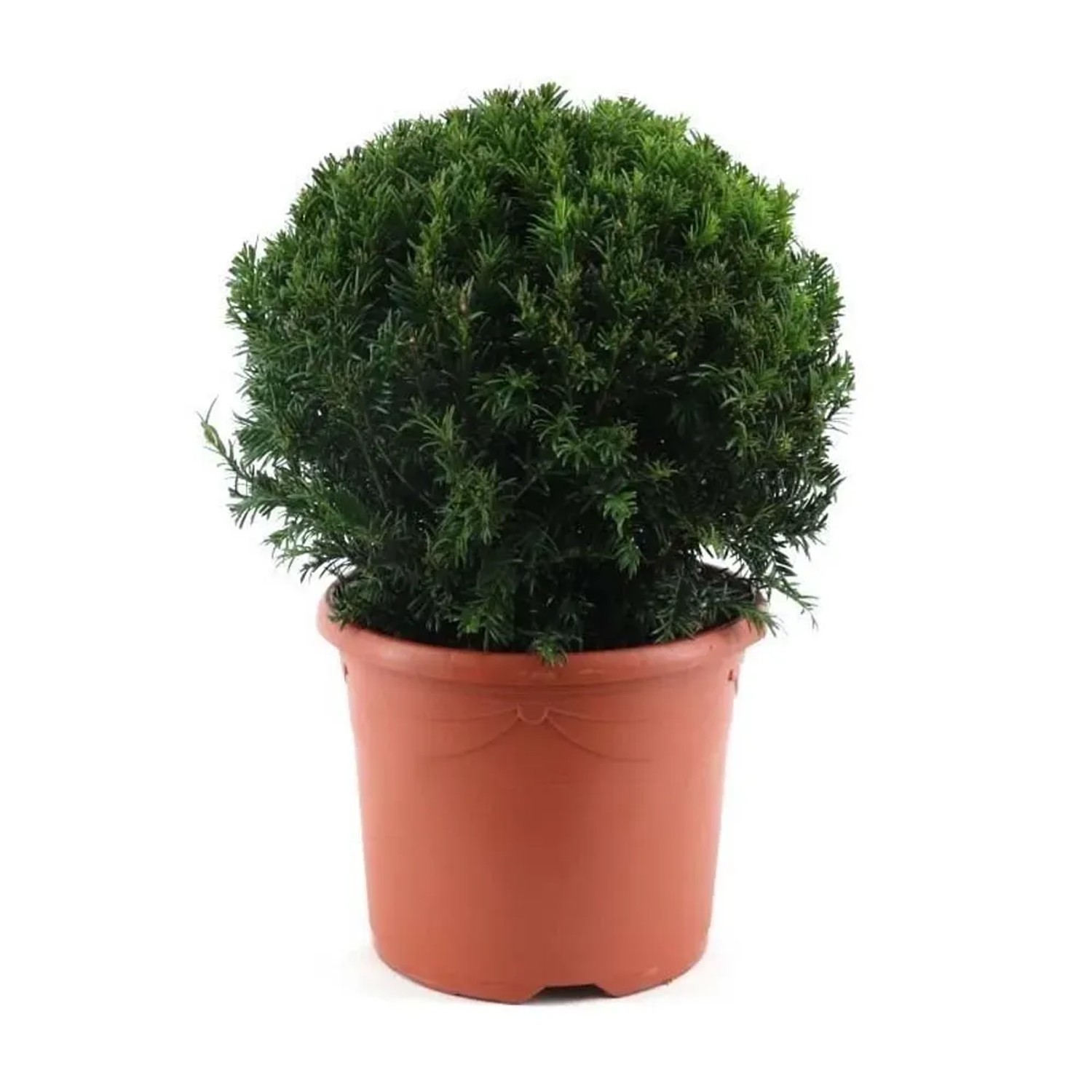 Cis kula - wys. 40 cm