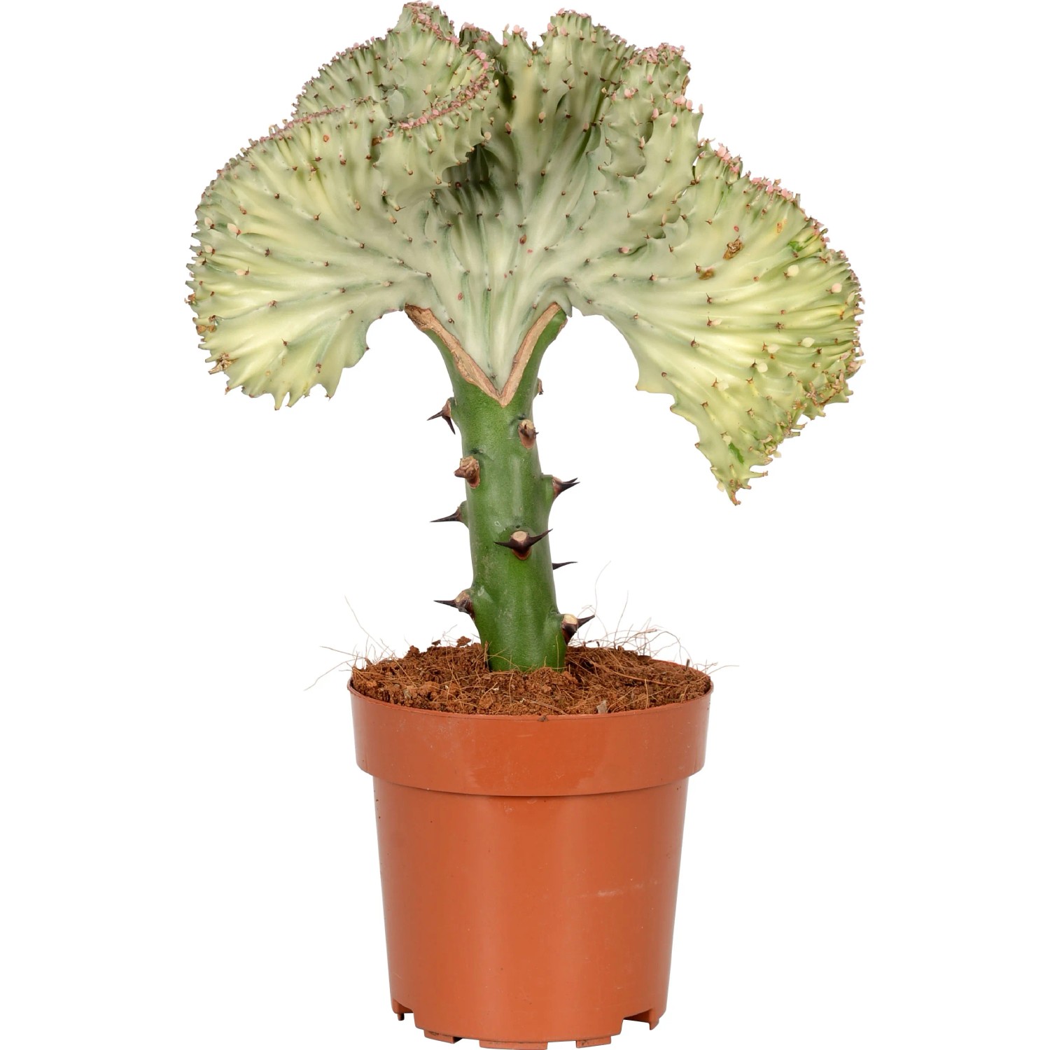 Wilczomlecz (Euphorbia platyclada) - don. 12 cm