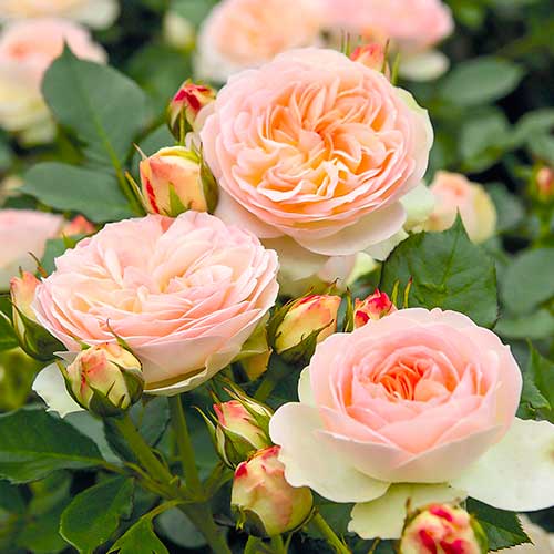1 db, Rózsák floribunda Fun Fashion , C3 - Palánták: Mod de ambalare: 1 db