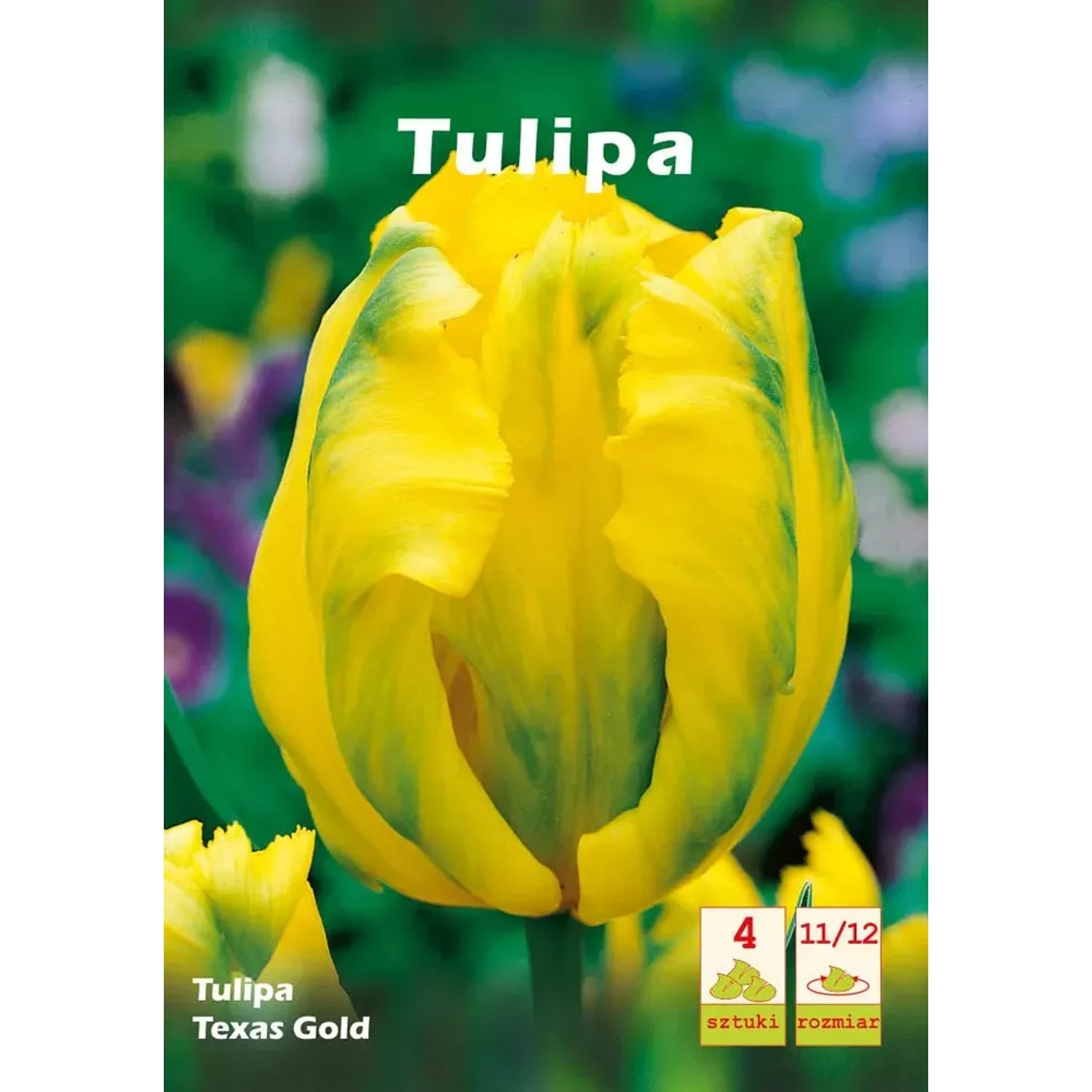 Tulipan Texas Gol d 5szt 12/14