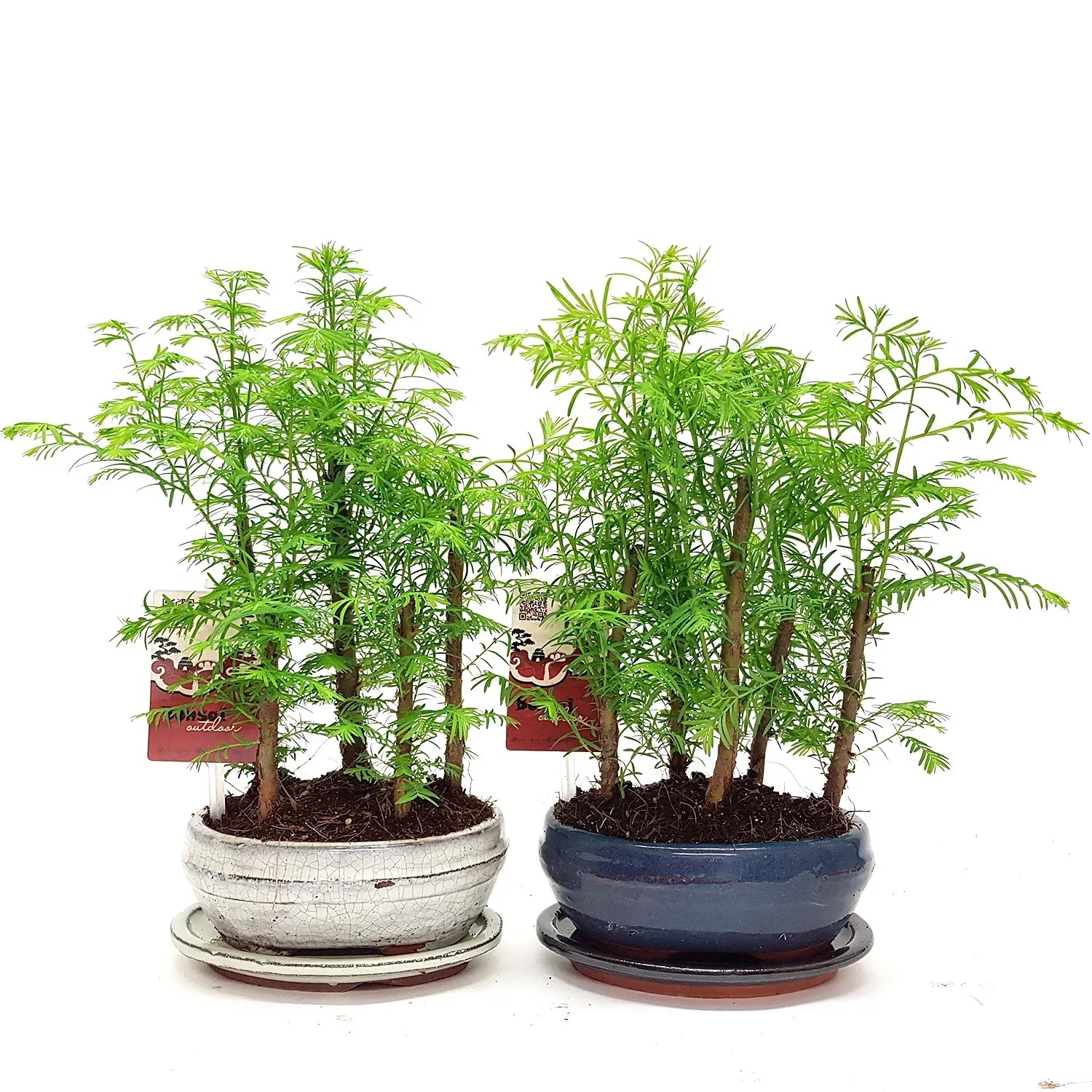 Bonsai forest metasequioa don. 16 cm
