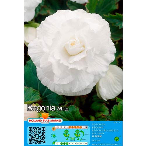 2 db, Begónia Double White - Évelő: Mod de ambalare: 2 db