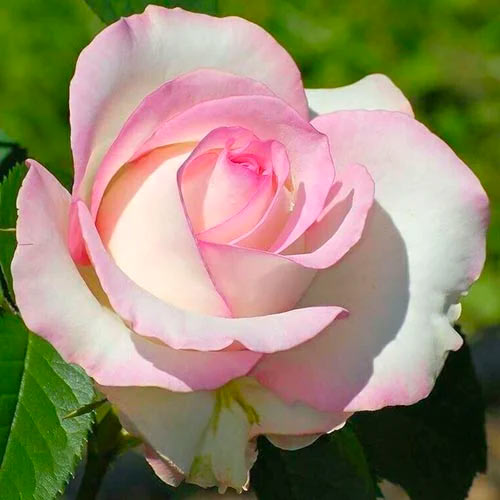 1 Pflanze(n), Großblütige Rose weiß & rosa - Setzlinge: Ilość w opakowaniu: 1 Pflanze(n)