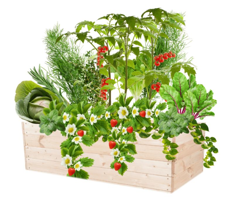 Warzywniak MODO24 grządka naturalne drewno 36x120x60 cm 1 szt.