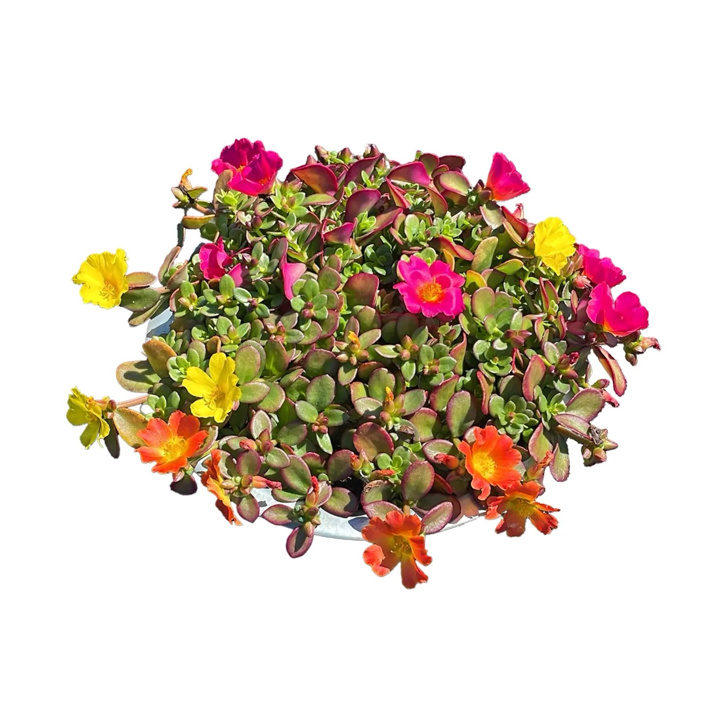 Portulaka osłonka cynowa misa don. 24 cm