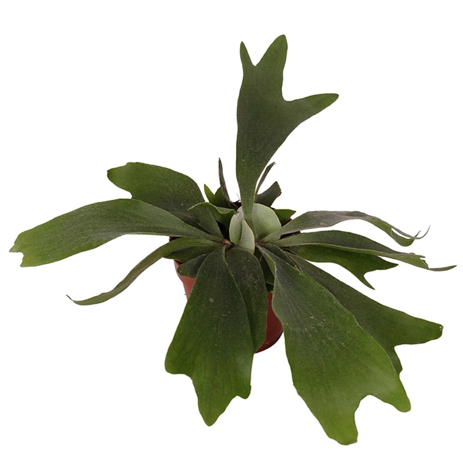 Łosie rogi (Platycerium bifuracatum) - don. 12 cm