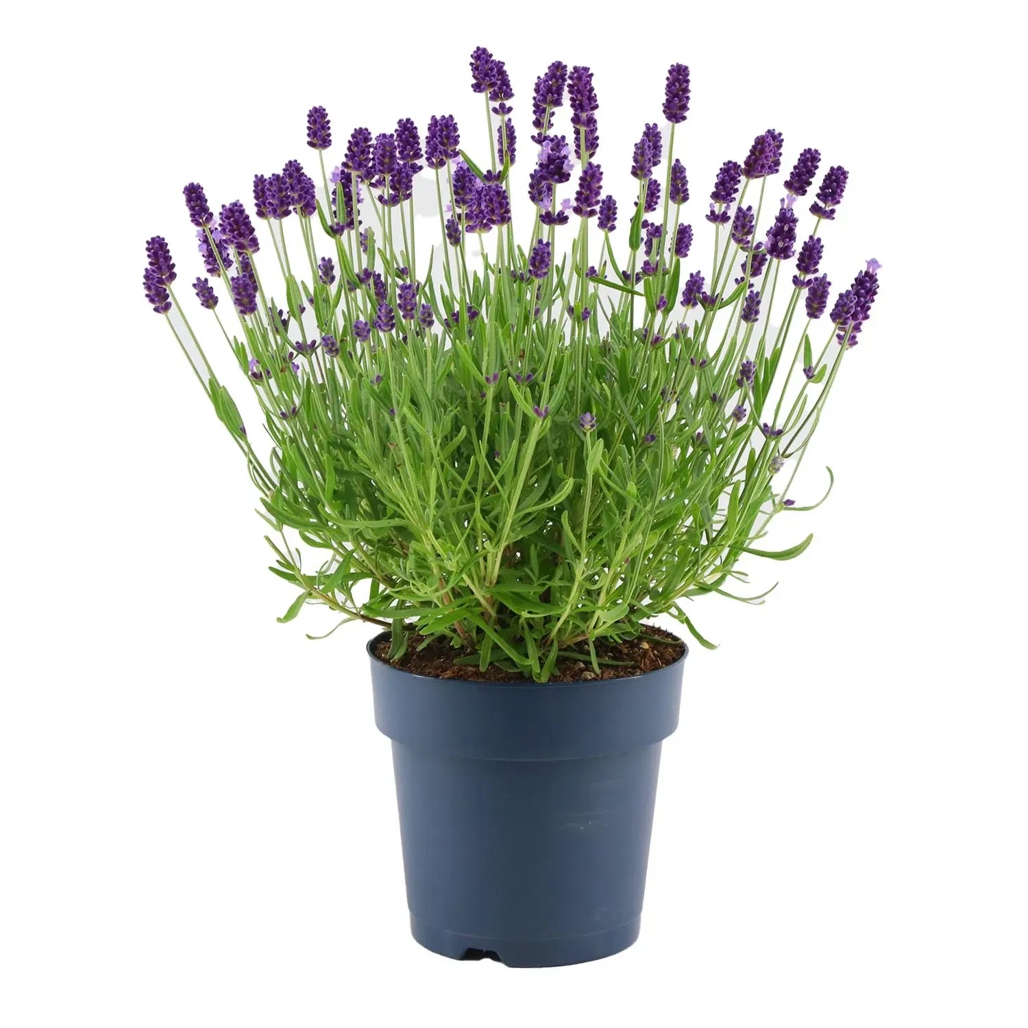 Lawenda (Lavandula Felice Blue) don. 12 cm