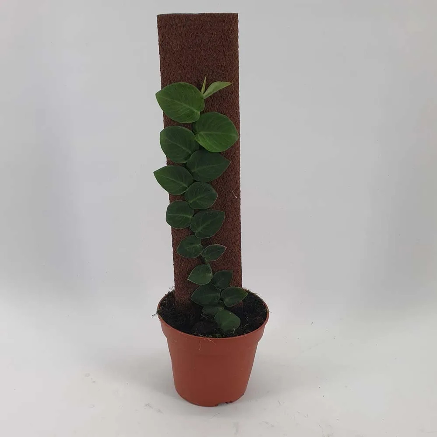 Skimmia japońska (Skimmia japonica) Rubella - don. 9 cm