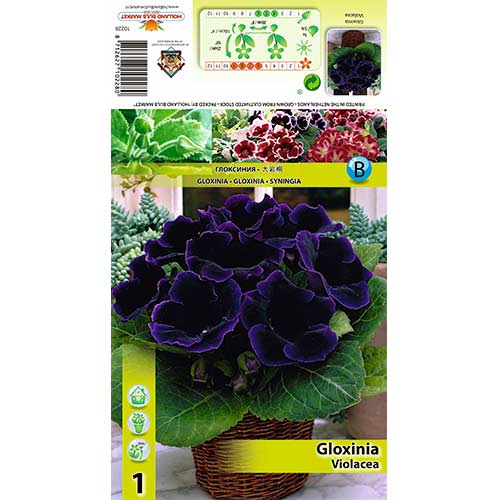 1 cib, Gloxinie Violacea - : Monžstvo balíkov: 1 cib