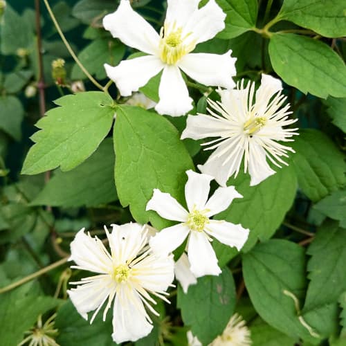 1 Pflanze(n), Clematis Paul Farges - Setzlinge: Ilość w opakowaniu: 1 Pflanze(n)