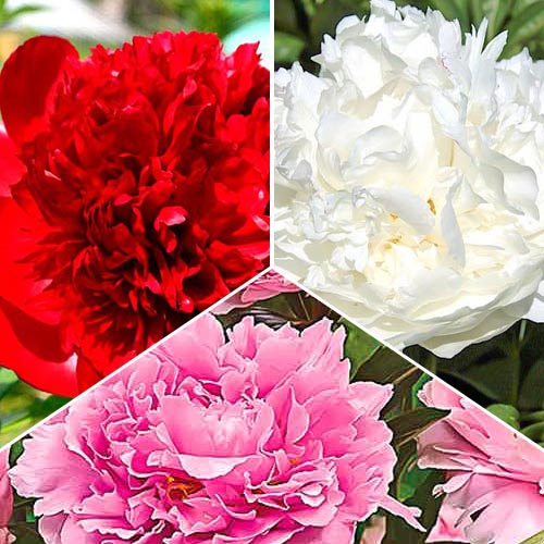 Tolles Angebot! Pfingstrose, Set von 3 Sorten - Blumenzwiebeln: Ilość w opakowaniu: 3 Stück