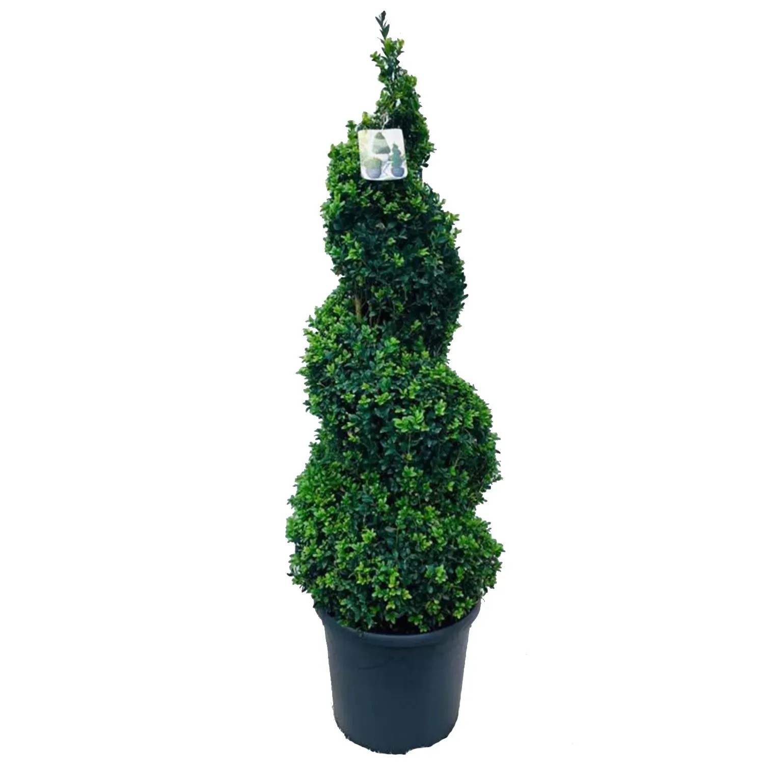 Buxus Spiral shape (z gruntu) - wys. około 115 cm, don. 31 cm