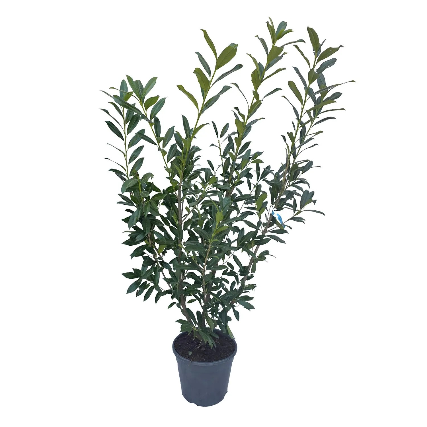 Laurowiśnia (Prunus laurocerasus) don. 20 l - wys. 150 cm