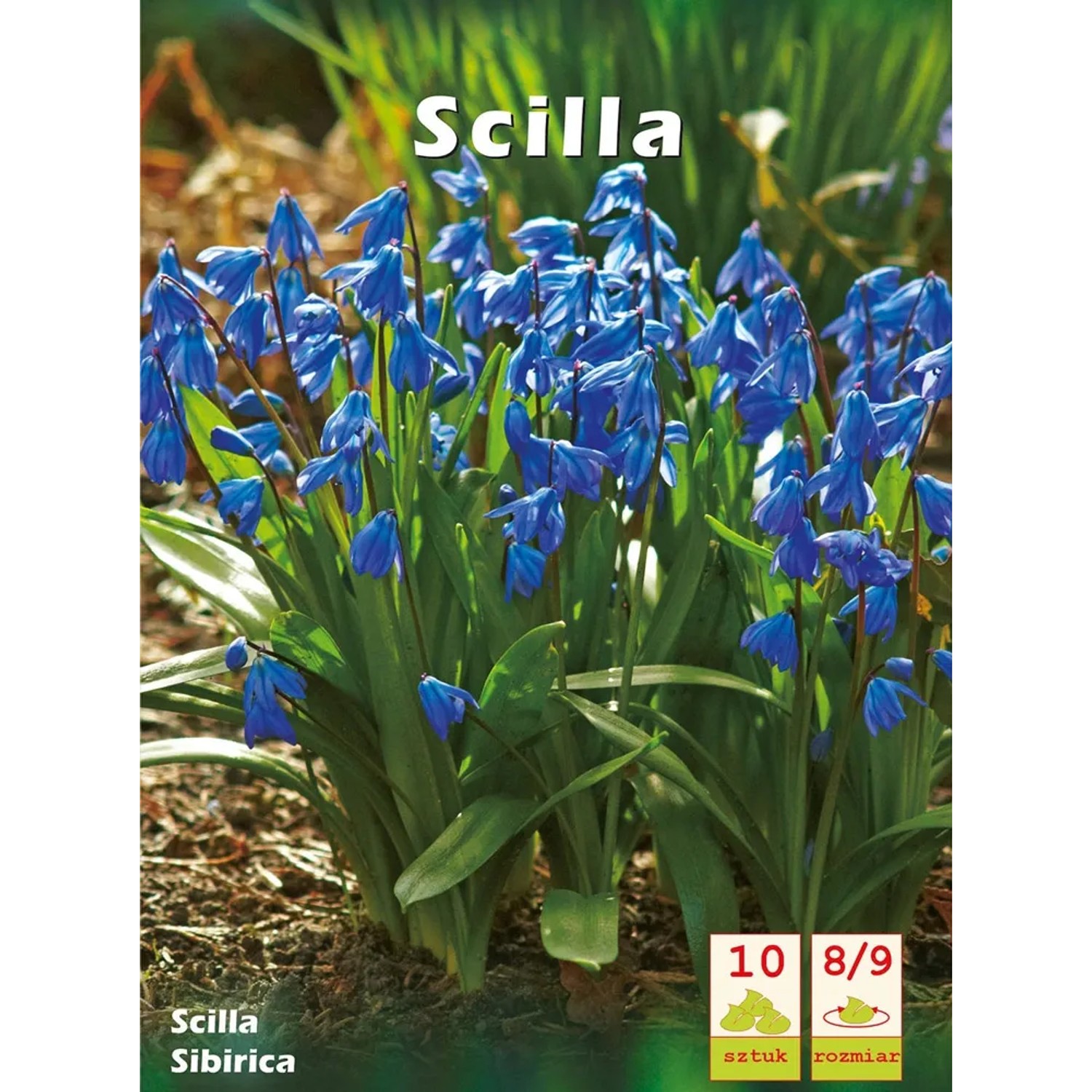 Cebulica syberyjska (Scilla Siberica) - 10 szt.