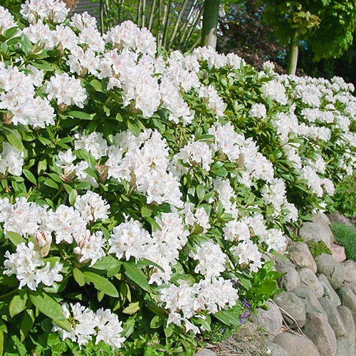 1 buc, Rhododendron Cunningham White - Răsaduri: Mod de ambalare: 1 buc
