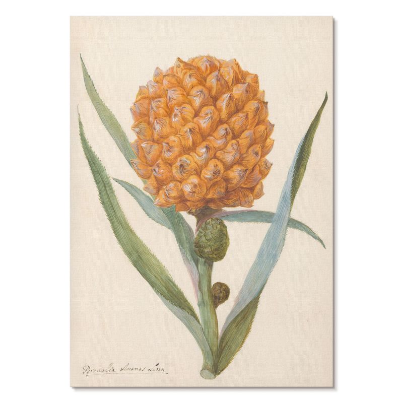 Plakat na Ścianę Tulup 59,4,x84 cm (A1) Bromelia ananas Do kuchni, salonu, jadalni 1 szt.