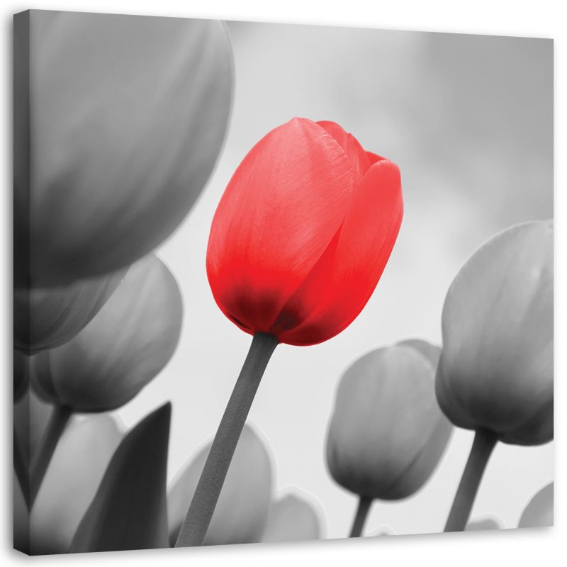 Obraz na płótnie Feeby Czerwony tulipan w szarości 60x60cm 1szt
