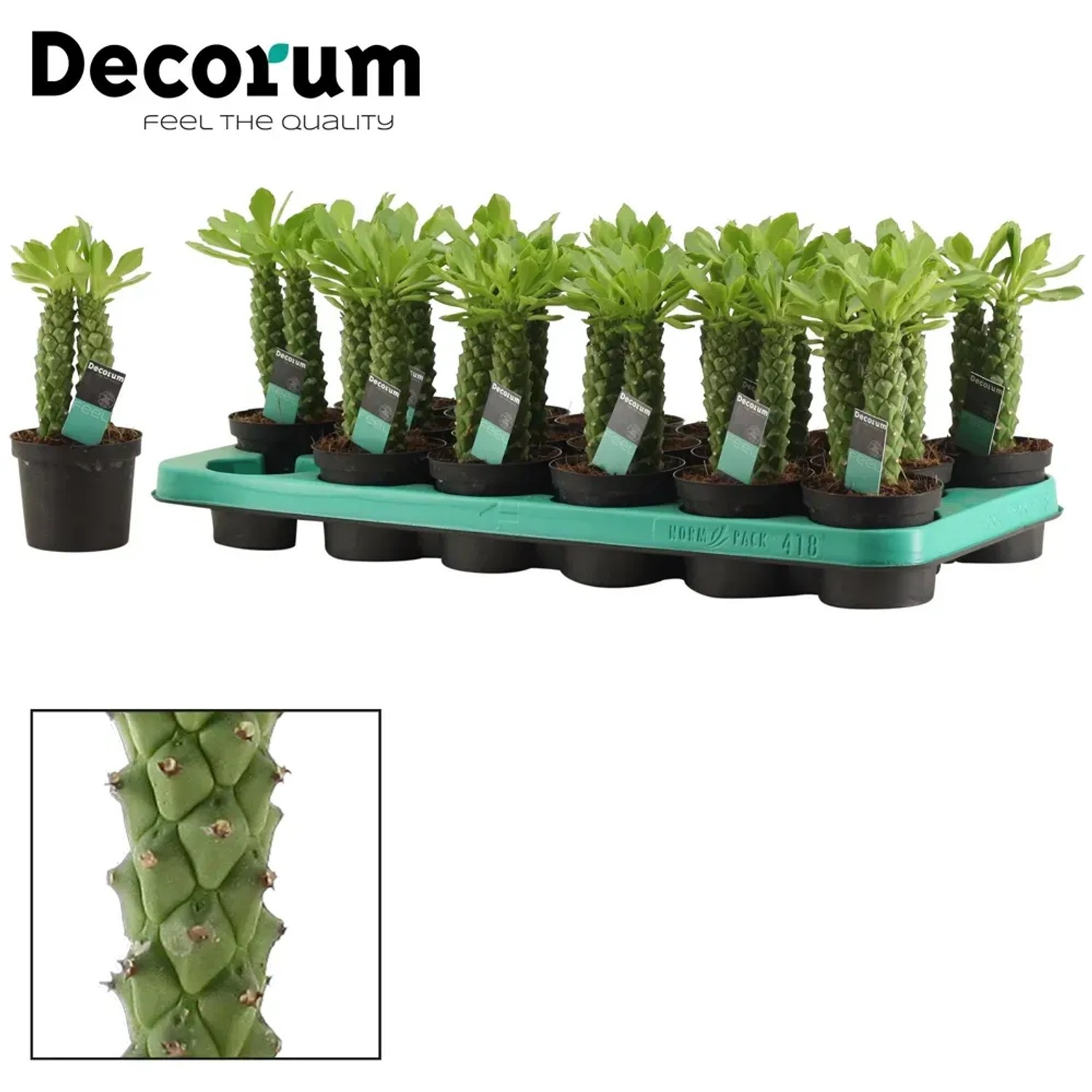 Monadenium Guentheri wys. 15-20cm