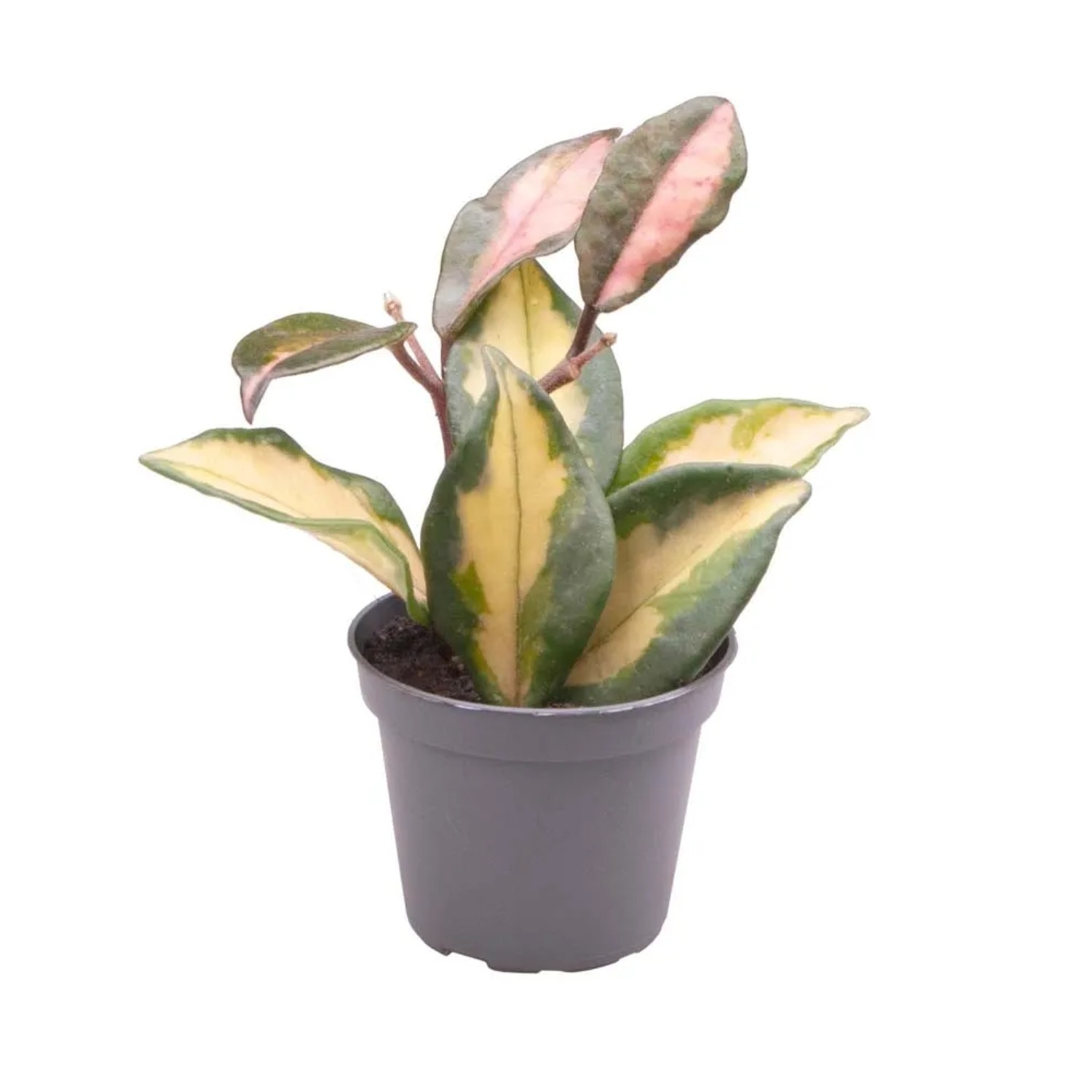 Hoya Carnosa Tricolor - don. 6 cm