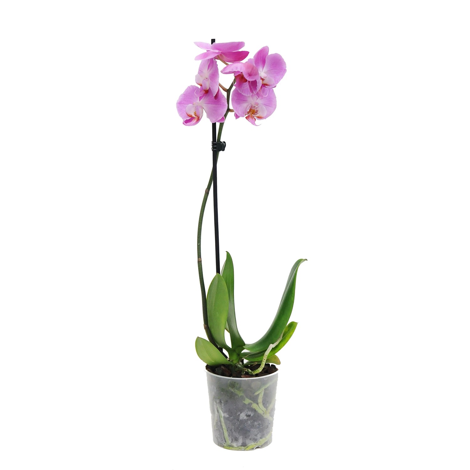 4Flower Falenopsis - Ćmówka - Storczyk Premium (Phalaenopsis sp.) 1pęd wys. 50-7