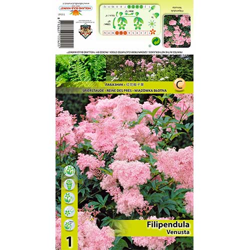 Filipendula Venusta - : Monžstvo balíkov: 1 kus